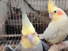 Adult pair cockatiel