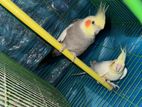 Adult pair lutino cockatiel