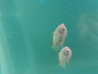 adult pair of jewel cichlid fish