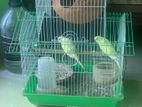 Bird bargika sell