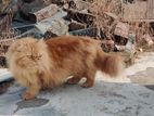 Adult Parsian Cat Male And Female