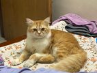 Adult Parsian Male Cat For Sale