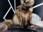 Adult Persian Cat