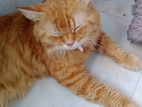 Adult Persian cat