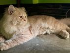 Adult Persian Cat (male)