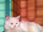 adult persian cat ফিমেল