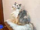 Adult Persian dilute calico female!