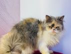 Adult persian dilute calico female