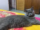 Adult Persian female cat (British short hair Shaded)