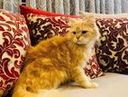 Adult Persian Female Cat