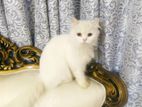 Adult Persian Female Cat