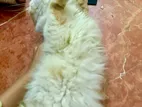 Adult Persian Female Cat