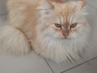 Adult Persian female cat