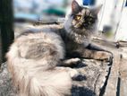 Adult Persian Female cat