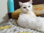 Adult Persian Female