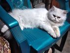 Adult Persian Female