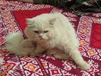 Adult Persian Male Cat