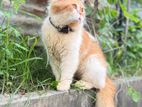 Adult Persian Male