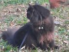 Adult Persian Male