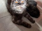 adult pure persian Male and female cat