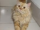 Adult Pure Persian Male Cat