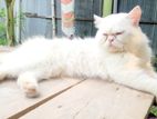 Adult Pure Persian Male Cat