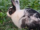 Adult Rabbit