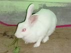 Adult rabbit for sell