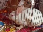 Adult Rabbit Pair