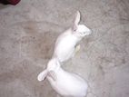 Adult rabbit pair sell