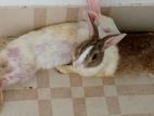 adult rabbit (pregnant)