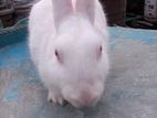 Adult rabbit sell