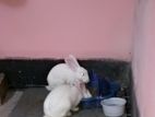 Adult rabbit sell