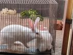 Adult Rabbit Sell Post