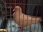 Adult Red pigeon