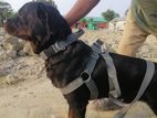 Adult Rott Male Proven