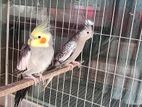 Adult Running Cockatiel Pair