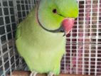 Adult Running Indian Ringneck Male