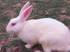 Adult Semi Male female rabbit