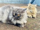 Adult Traditional Parisian Male/female Cat