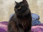 adult traditional persian m/k
