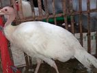 Adult Turkey