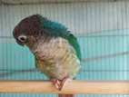 Adult Turquoise blue conure