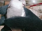 Adult White Face Male Cockatiel