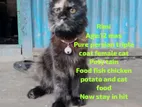Adults female cat and baby kitten sell
