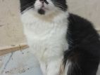 Adults Female Persian
