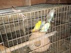 Bazigar bird for sell