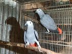 African Congo Gray Parrot New Adult Pair