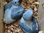 African Gray Parrot Baby Team Size