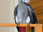 African Grey Parrot